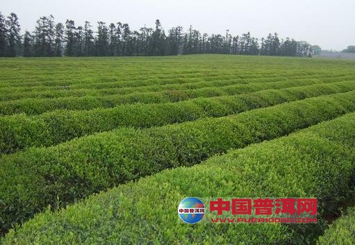 <u><a href='http://www.puer10000.com/puerzhishi/32854.html' target='_blank'>ն<u><a href='http://www.puer10000.com/puerzhishi/100997.html' target='_blank'></a></u></a></u>