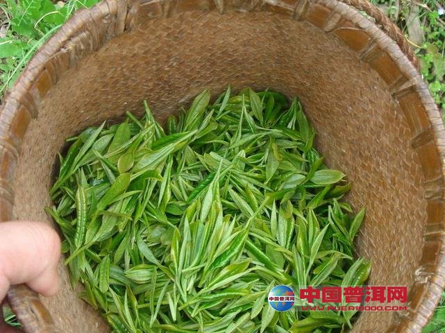 <u><a href='http://www.puer10000.com/puerzhishi/32854.html' target='_blank'>普洱<u><a href='http://www.puer10000.com/puerzhishi/100997.html' target='_blank'>茶</a></u></a></u>