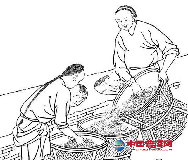 普洱茶