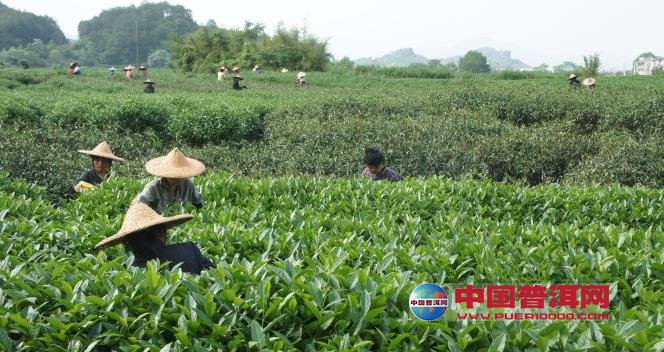 <u><a href='http://www.puer10000.com/puerzhishi/32854.html' target='_blank'>普洱<u><a href='http://www.puer10000.com/puerzhishi/100997.html' target='_blank'>茶</a></u></a></u>