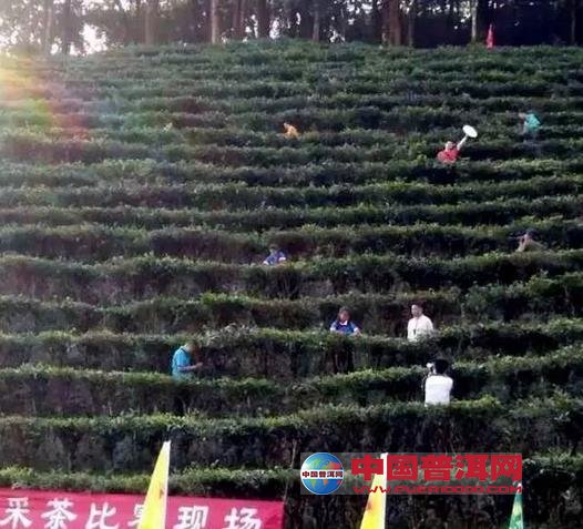 <u><a href='http://www.puer10000.com/puerzhishi/32854.html' target='_blank'>普洱<u><a href='http://www.puer10000.com/puerzhishi/100997.html' target='_blank'>茶</a></u></a></u>