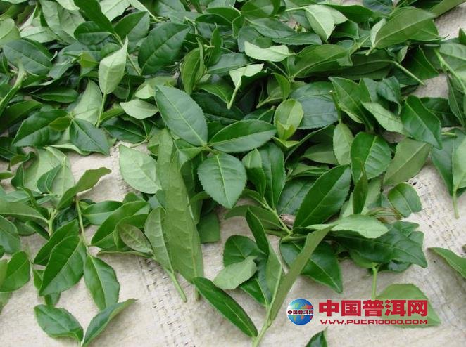 <u><a href='http://www.puer10000.com/puerzhishi/32854.html' target='_blank'>普洱<u><a href='http://www.puer10000.com/puerzhishi/100997.html' target='_blank'>茶</a></u></a></u>