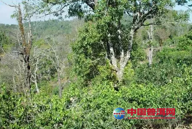 <u><a href='http://www.puer10000.com/puerzhishi/32854.html' target='_blank'>普洱<u><a href='http://www.puer10000.com/puerzhishi/100997.html' target='_blank'>茶</a></u></a></u>