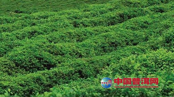 普洱茶