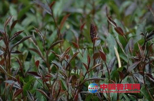 普洱茶