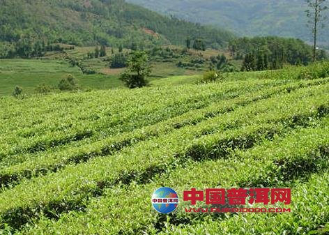 普洱茶
