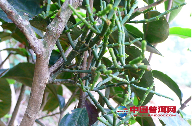 普洱茶