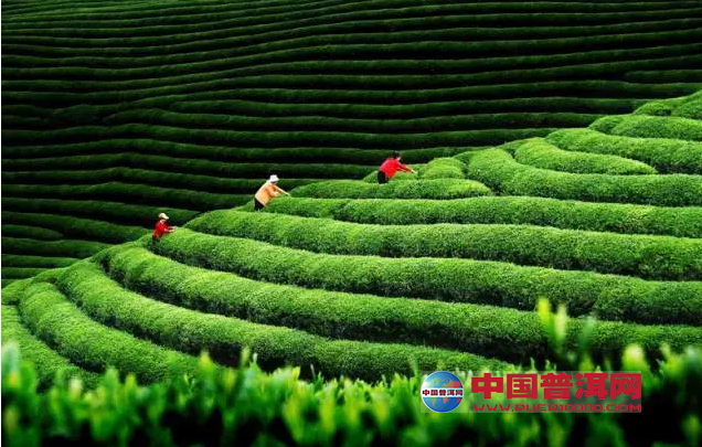 普洱茶