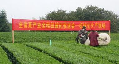 普洱茶