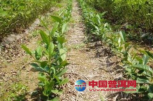 普洱茶