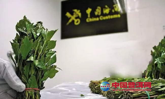 <u><a href='http://www.puer10000.com/puerzhishi/32854.html' target='_blank'>普洱茶</a></u>