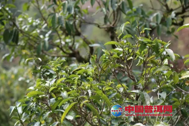 普洱茶