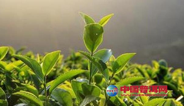 普洱茶