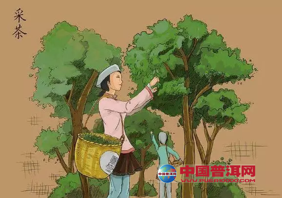 普洱茶
