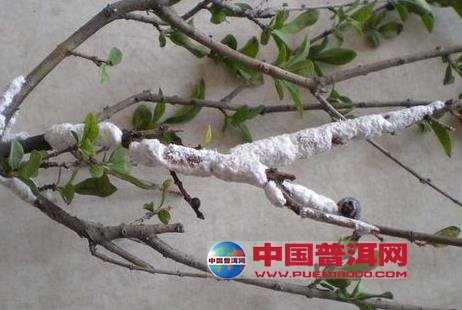 普洱茶