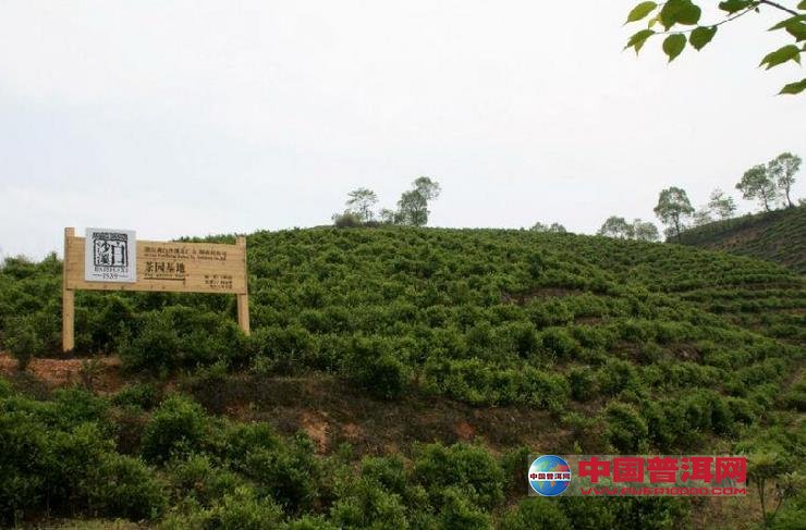 <u><a href='http://www.puer10000.com/puerzhishi/32854.html' target='_blank'>ն<u><a href='http://www.puer10000.com/puerzhishi/100997.html' target='_blank'></a></u></a></u>