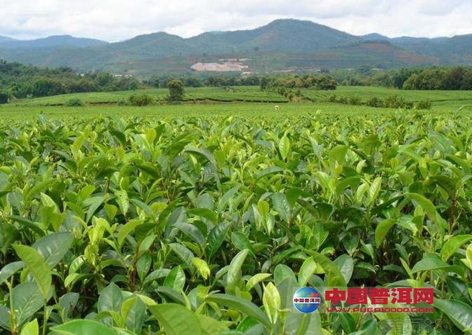 <u><a href='http://www.puer10000.com/puerzhishi/32854.html' target='_blank'>ն<u><a href='http://www.puer10000.com/puerzhishi/100997.html' target='_blank'></a></u></a></u>