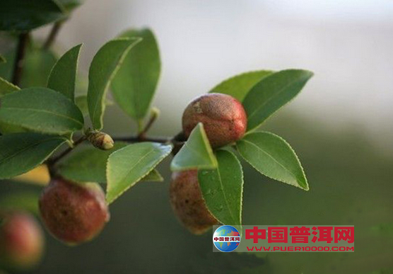 普洱茶
