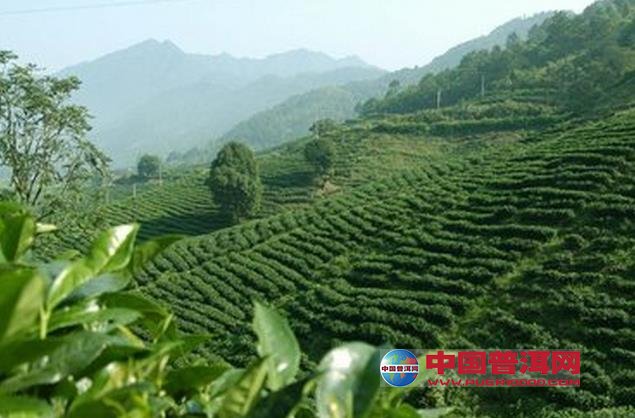 普洱茶