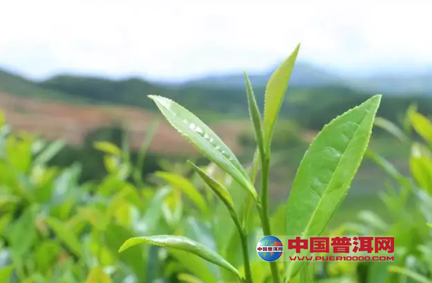 <u><a href='http://www.puer10000.com/puerzhishi/32854.html' target='_blank'>ն<u><a href='http://www.puer10000.com/puerzhishi/100997.html' target='_blank'></a></u></a></u>