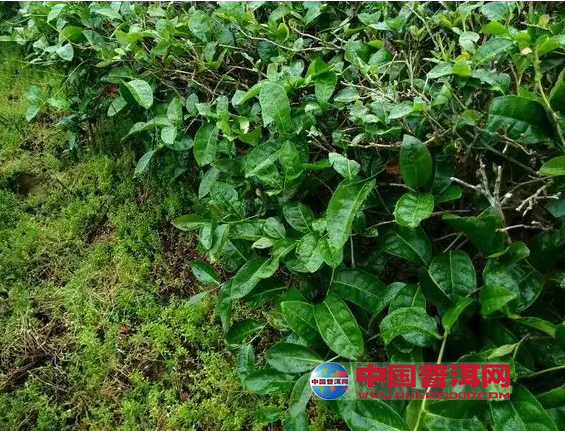 普洱茶