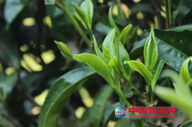 普洱茶