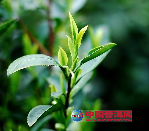 <u><a href='http://www.puer10000.com/puerzhishi/32854.html' target='_blank'>普洱<u><a href='http://www.puer10000.com/puerzhishi/100997.html' target='_blank'>茶</a></u></a></u>