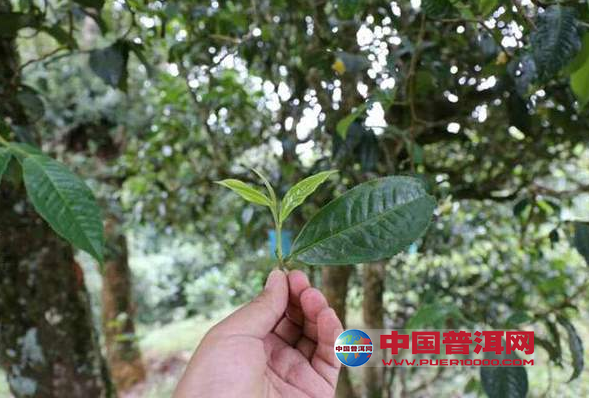 <u><a href='http://www.puer10000.com/puerzhishi/32854.html' target='_blank'>ն<u><a href='http://www.puer10000.com/puerzhishi/100997.html' target='_blank'></a></u></a></u>