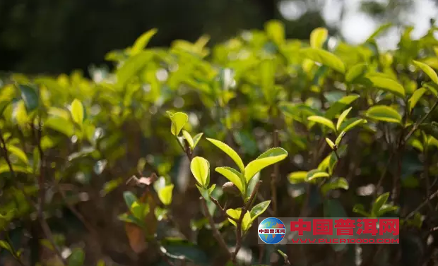 普洱茶