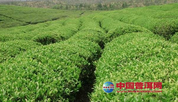 普洱茶