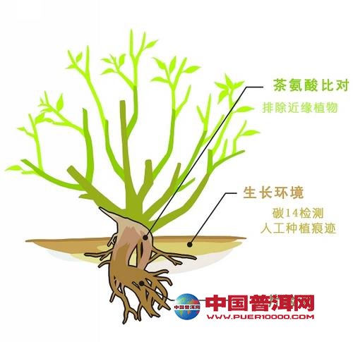 普洱茶