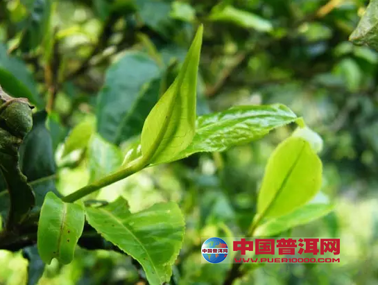 普洱茶
