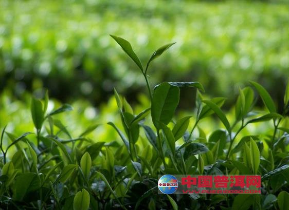 普洱茶