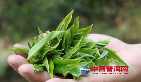 普洱茶