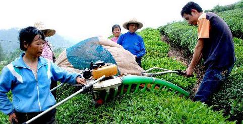普洱茶