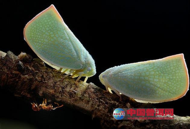 普洱茶