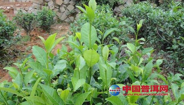 普洱茶