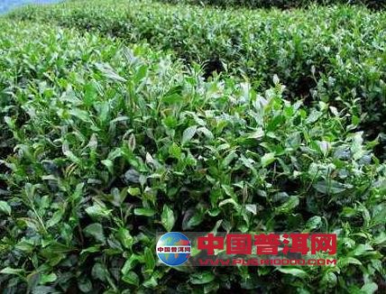 普洱茶
