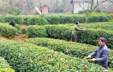 普洱茶
