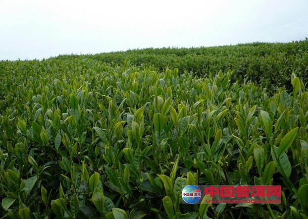 <u><a href='http://www.puer10000.com/puerzhishi/32854.html' target='_blank'>普洱<u><a href='http://www.puer10000.com/puerzhishi/100997.html' target='_blank'>茶</a></u></a></u>