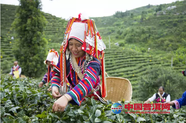 普洱茶