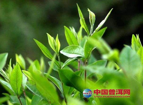 普洱茶