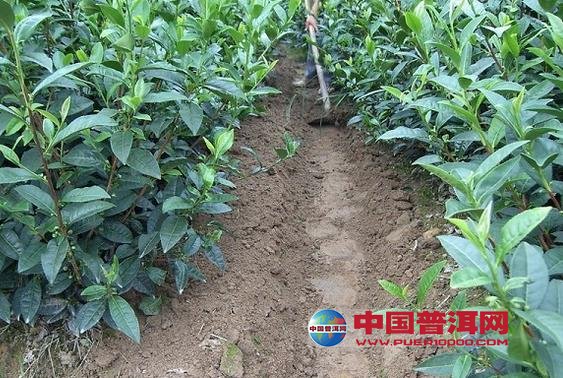 普洱茶