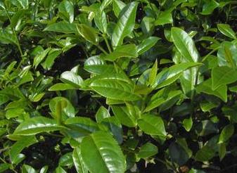 普洱茶