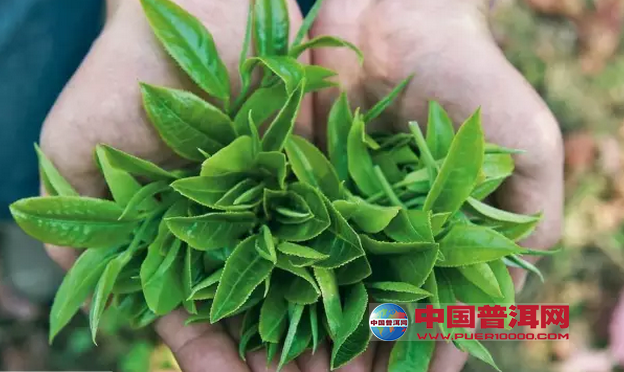 普洱茶