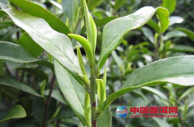 <u><a href='http://www.puer10000.com/puerzhishi/32854.html' target='_blank'>ն<u><a href='http://www.puer10000.com/puerzhishi/100997.html' target='_blank'></a></u></a></u>