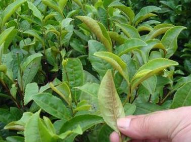 普洱茶