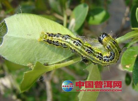 普洱茶
