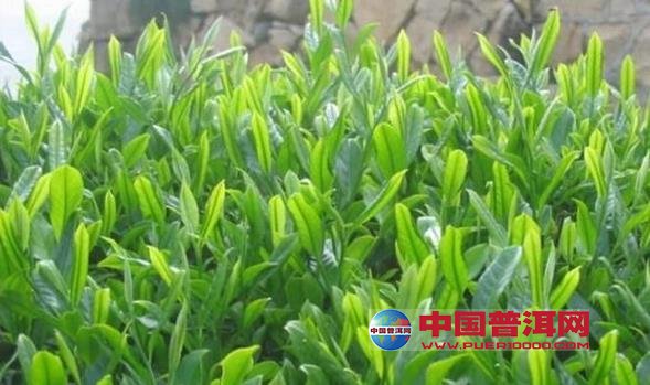 普洱茶