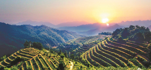 市场热点可期 秋茶销路通畅